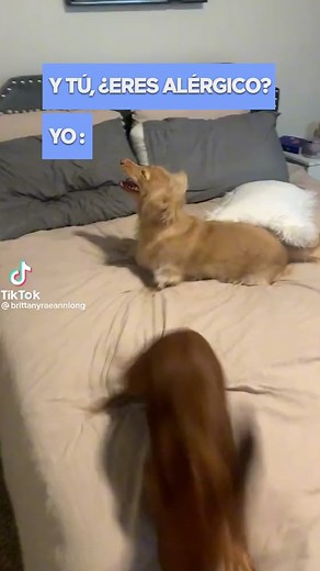 🐶🐾 Millones de personas se quedaron sin aliento tras ver el vídeo de un gracioso perrito estornudando. La mascota que protagoniza el registro se ha convertido en la estrella de #TikTok debido a su forma de estornudar. Tiene un ‘arte’ que su humana, la encargada de gestionar el perfil [brittanyraeannlong], no duda en mostrar al mundo. Además, algunas personas expresaron su preocupación por la salud de la mascota y se desató una discusión en la plataforma #Douyin por lo que su