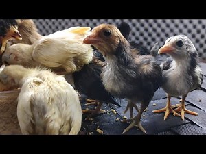 cute baby chickens playing and eating together ASMR - baby chicks