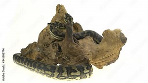 Python Morelia spilota variegata on a stone on wooden snag in white background