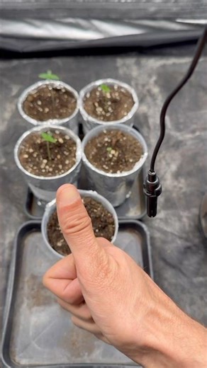 5 day | Oreoz,sangria and gomu gomu Mango healthy ☺️🍀 #garden #plants
