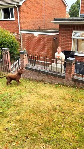 467K views · 12K reactions | Neighbor's funny dog藍藍殺#dog#funny#funnyanimals#funnypets#animals #dog | Tails Of Hope | Facebook