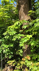 Maple tree leaves, trees with green lush foliage and leaves in a forest, tree trunks and branches, natural wilderness, vertical video
