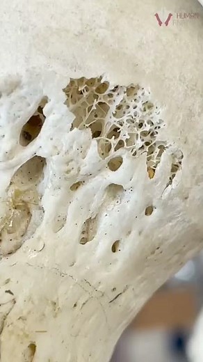 Anatomy of Spongy Bone | #shorts