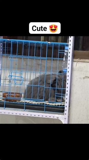 Cute 🥰 #fyp #humor #reels #englishangora | Kuya Noy's Rabbitry