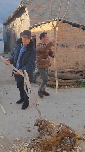 DIY Tree Splitting Techniques for Outdoor Projects