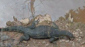 Swimming monitor lizard in the canal