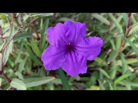 Ruellia Simplex Flower
