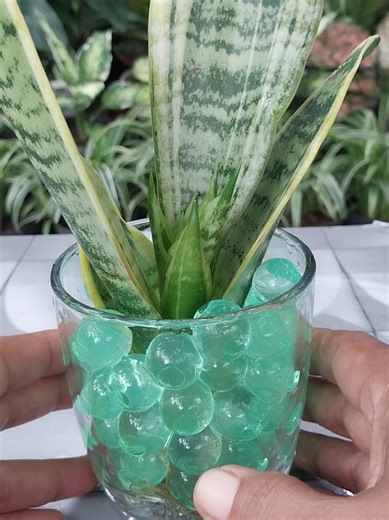 Elegant Hydrogel Display for Sansevieria. #hydrogel #plants #sansevieria