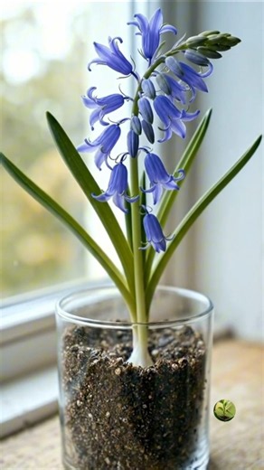80 Days in 35 Seconds — Bluebell Flower 💙