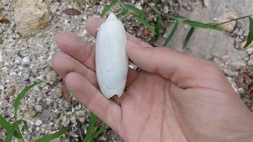 Ancient sharks left these behind