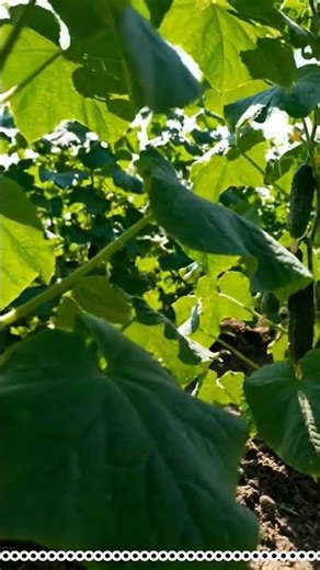 Cucumber Plant Care 101: Tips & Tricks for a Bumper Harvest! 🌿