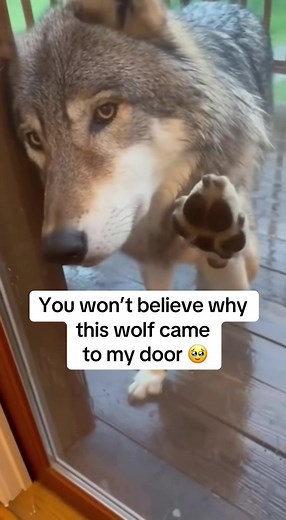 Wolves and Puppies: A Heartwarming Encounter