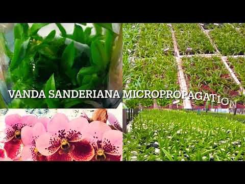 DIY Plant Tissue Culture Lab Set Up: Vanda sanderiana orchid seedpod culture / micropropagation