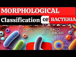 Morphology of Bacteria explain: Classification of Bacteria