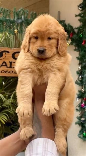 Cute Golden Retriever Puppies💕#preetylittlebaby#goldenretriever#puppies#doglove#goldenretrieverpuppy