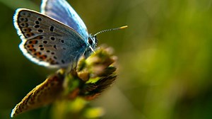 Counting Butterflies