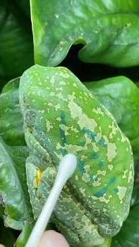 Drawing on my Pet Frog's Skin