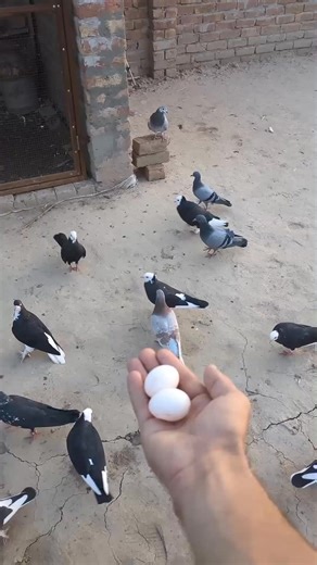 1.3M views · 10K reactions | Butiful pigeon  #bagladesh #reels #indian #pigeon #pigeons #usa #america #Pakistan #assam #viral | pigeons lover's | Facebook