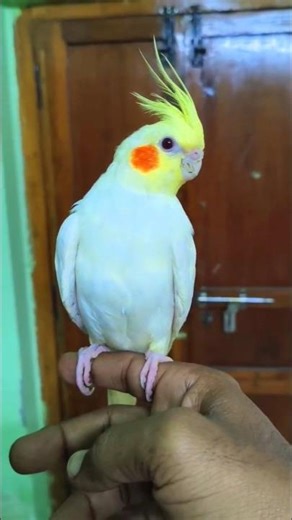 Baby COCKATIEL Makes FUNNY Sounds #trending #shorts