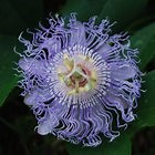 Can I Use Passion Flower While Pregnant?
