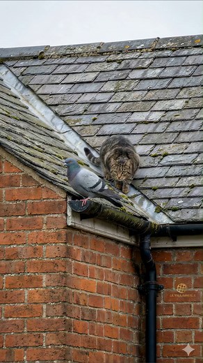 9.4M views · 60K reactions |  Close… but not close enough! A sneaky cat climbs to the rooftop, ready to pounce on a pigeon ️ #animals | Ultraaireels | Facebook