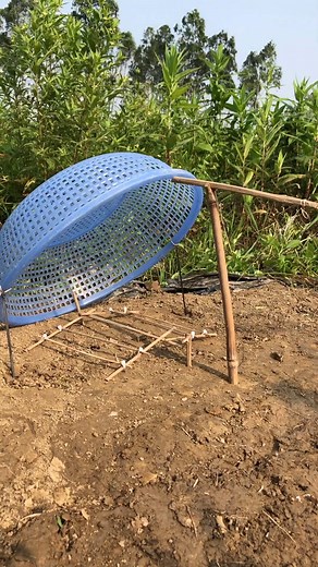 46K views · 214 reactions | How I trap birds with plastic baskets #reels #reelsfb | Trap Bird | Facebook