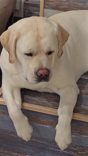 Gentle Baloo. #creatersearchingsight# #doglife #cute #Labrador #doglife