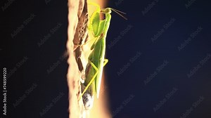 The praying mantis is laying eggs