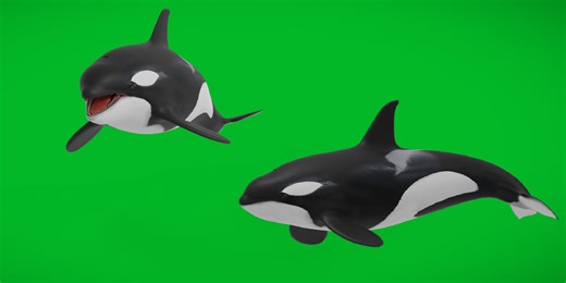 Killer Whale Orca