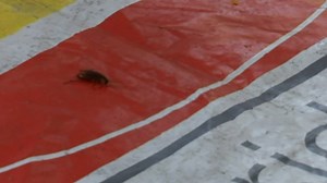 7.4K views · 34 reactions | What does a cockroach race look like, you ask? Here's a look at the first race held at the Story Bridge Hotel today as part of #AustraliaDay celebrations ️ | ABC Brisbane | Facebook
