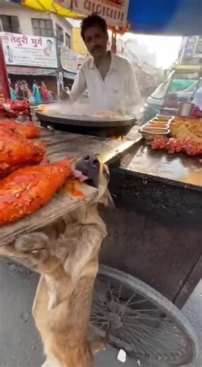 Dog Eating Chicken: An Indian Street Food Delight