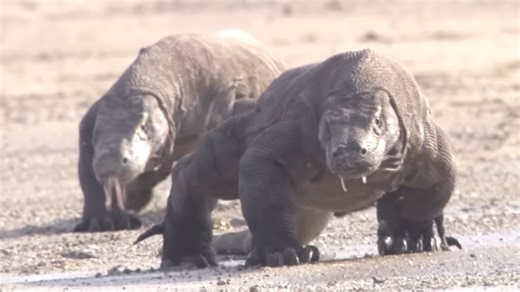 Watch what happens when a Komodo dragon closes in on its prey
