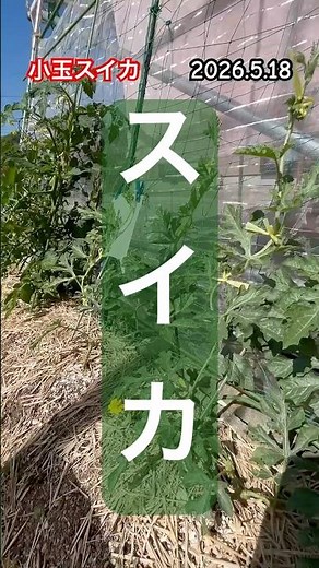 What tells you when a mini watermelon is ready for harvest? #watermeloncultivation