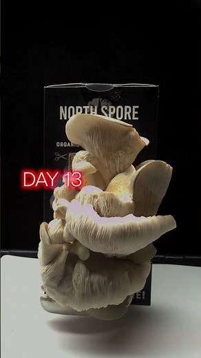 Blue Oyster Mushrooms Timelapse! | Blue Oyster Spray & Grow Kit