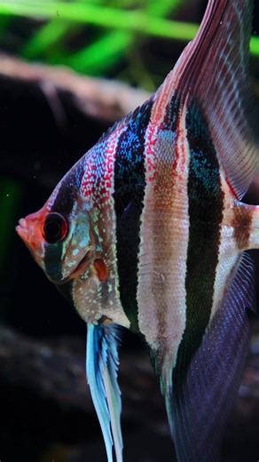 Exploring the Beautiful Pigments of Altum Fish