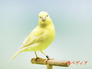 カナリアってどんな鳥！？鳴き声や生息地・生態について