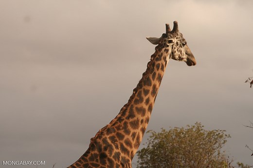 New maps show where giraffes live — mostly outside protected areas