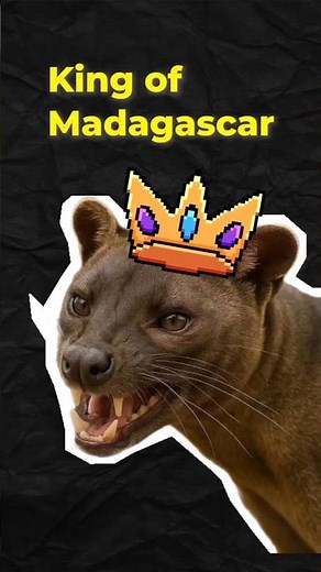 Did You Know the Fossa Is Madagascar’s Top Predator? | Wildlife Facts