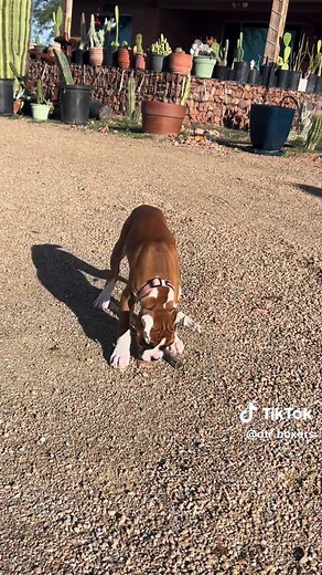 Adorable Boxer Puppies Steal the Show