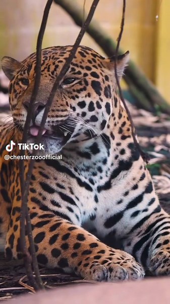 Explore Chester Zoo's Jaguar Exhibit