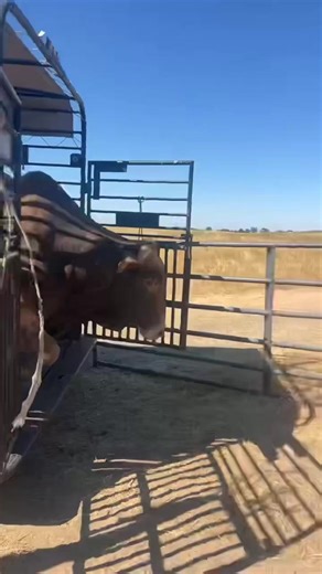 Dropping Mr 100 off at the Barmby Ranch...#buckingbulls #bulls #rodeo #rodeolife #rodeolifestyle #ranching #ranchlife #westernlife #westernlifestyle | The Rodeo Trail