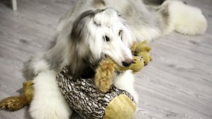 Watch Laifug Hidden Squirrel Dog Toy,Interactive Squeaky Dog Toy on Amazon Live