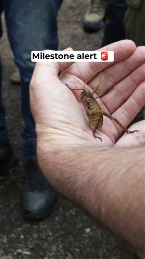 193 captive-bred Mahoenui giant wētā have just moved into their new predator- free home at Sanctuary Mountain Maungatautari, where they will join offspring of Mahoenui giant wētā released there in 2012-13. This special translocation is a huge milestone in protecting this taonga species, thanks to years of mahi from Ōtorohanga Kiwi House, iwi partners Ngāti Maniapoto and Ngāti Koroki Kahukura, the Sanctuary Mountain Maungatautari team and us. Why it matters? These “Nationally Critical” wētā are o