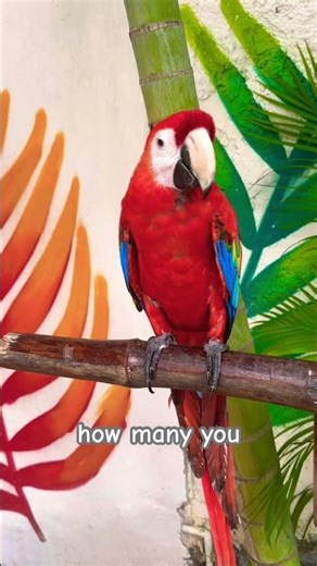 Would you keep a Macaw as a pet or admire them in the wild?