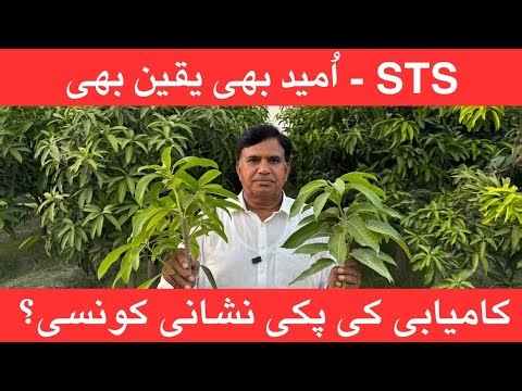 Small Tree System: Vegetative Phase to Flowering Stage – Hopes Are Up!