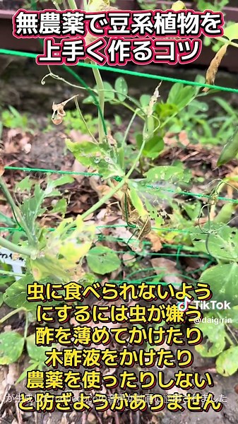 無農薬で豆系植物を上手く栽培するコツ #家庭菜園 #無農薬栽培 #自然農 #有機栽培 #菌ちゃん農法