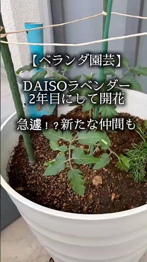 【ベランダ園芸】DAISO種のラベンダー開花🪻新たな仲間⁉️#ベランダ園芸 #DAISO種 #園芸初心者 #ミニトマト栽培 #日常生活 #gardening