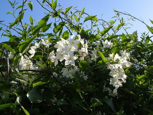 Solanum jasminoïdes, morelle faux-jasmin