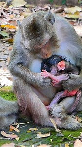 53K views · 1.3K reactions | Brand-New Baby Monkey Today,Cute and Strong | Alien TV | Facebook