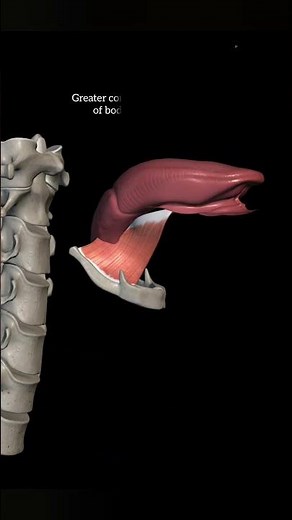 hyoglossus muscle (muscle of tongue) with origin insertion Nervesupply actions|head and neck anatomy